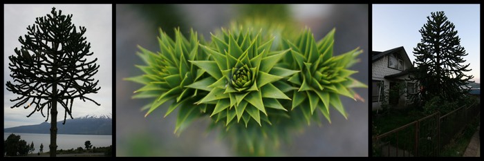 Chili Araucaria Araucana Ekla