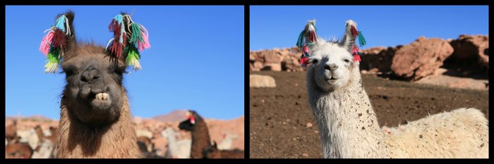 Bolivie Salar de Uyuni Lamas Ekla